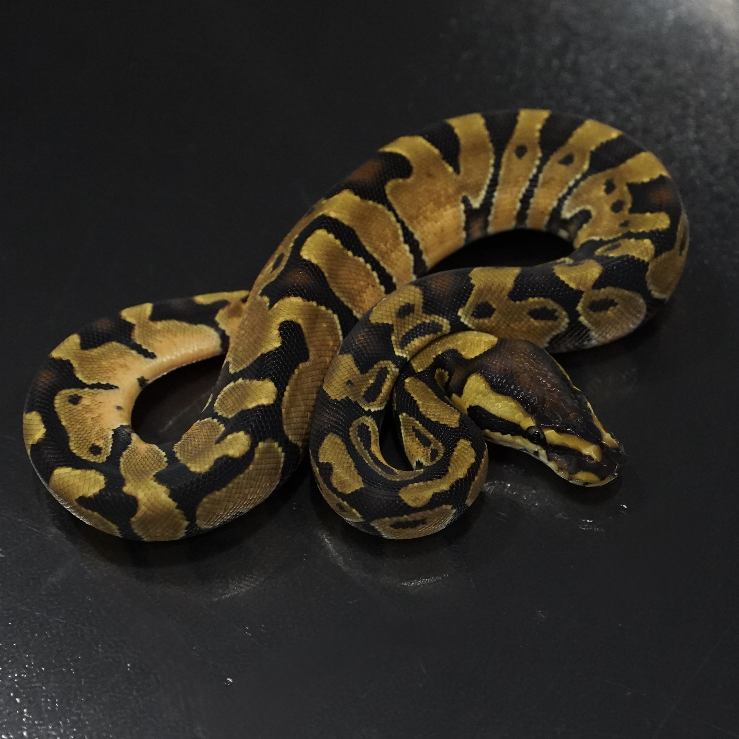 0.1 Enchi het Clown