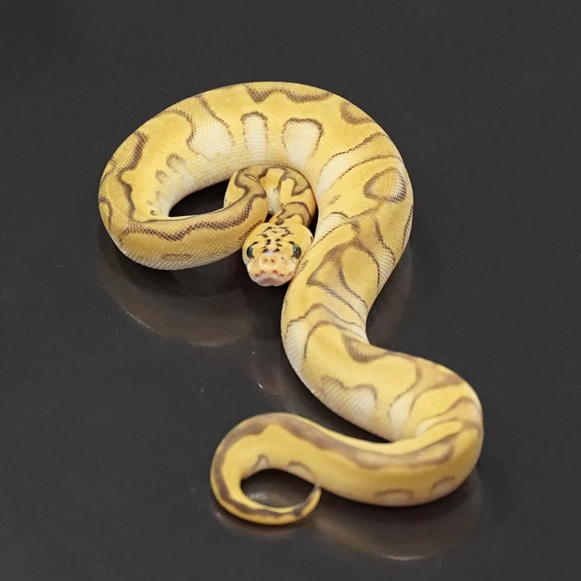 0.1 Pastel Mojave Enchi Clown poss Stranger