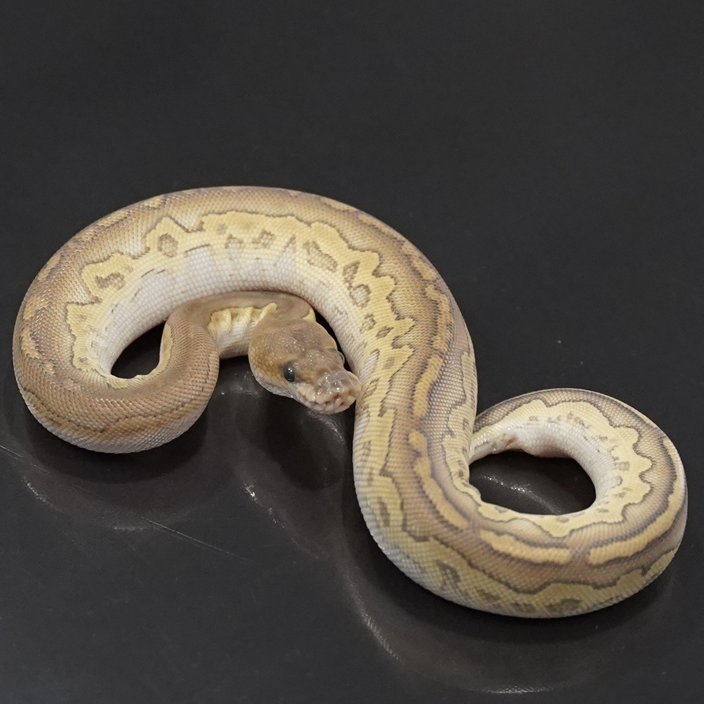 0.1 Lesser Blackhead Clown