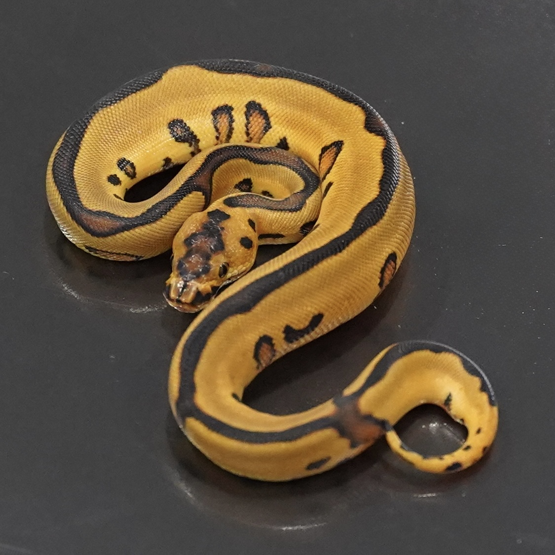 0.1 Leopard Enchi YB/Asphalt Clown