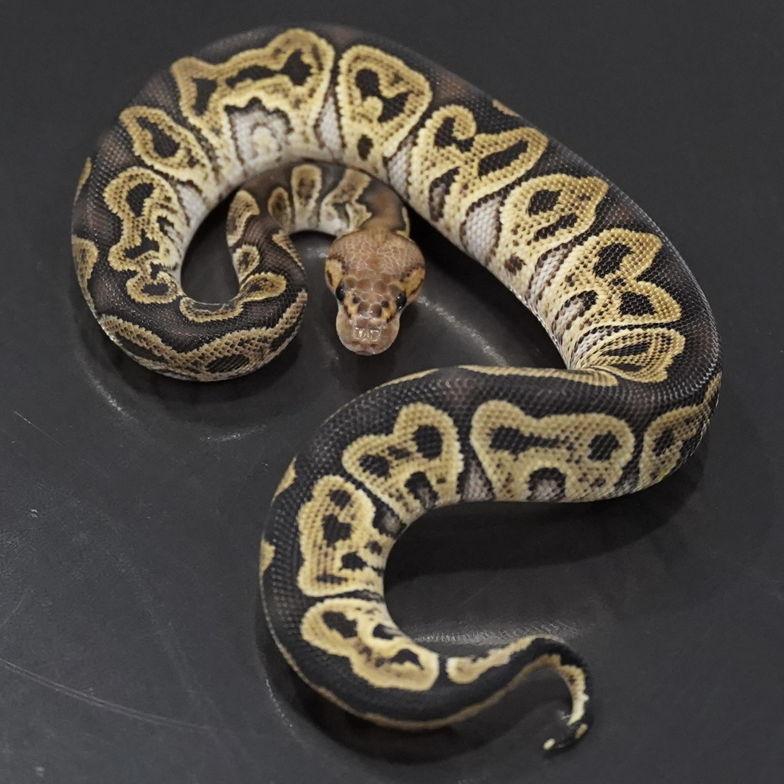 1.0 GHI Clown het VPI Axanthic DG