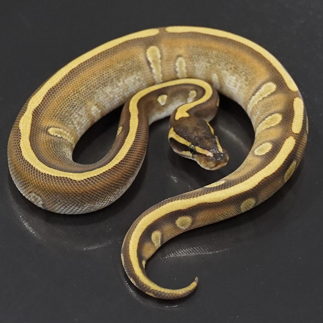 1.0 Blackhead Mojave Enchi Stranger het Clown