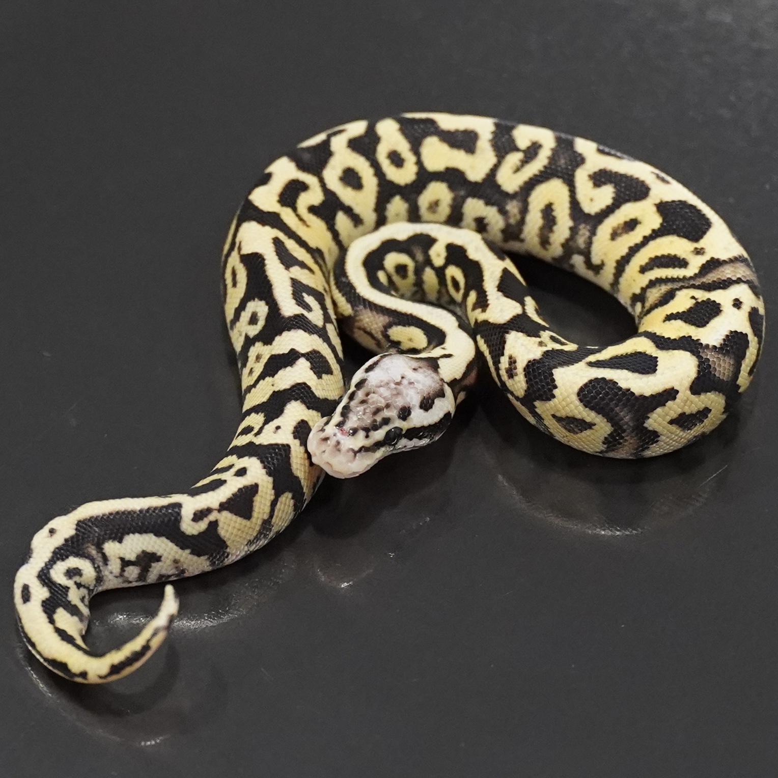 1.0 Firefly SN het Clown