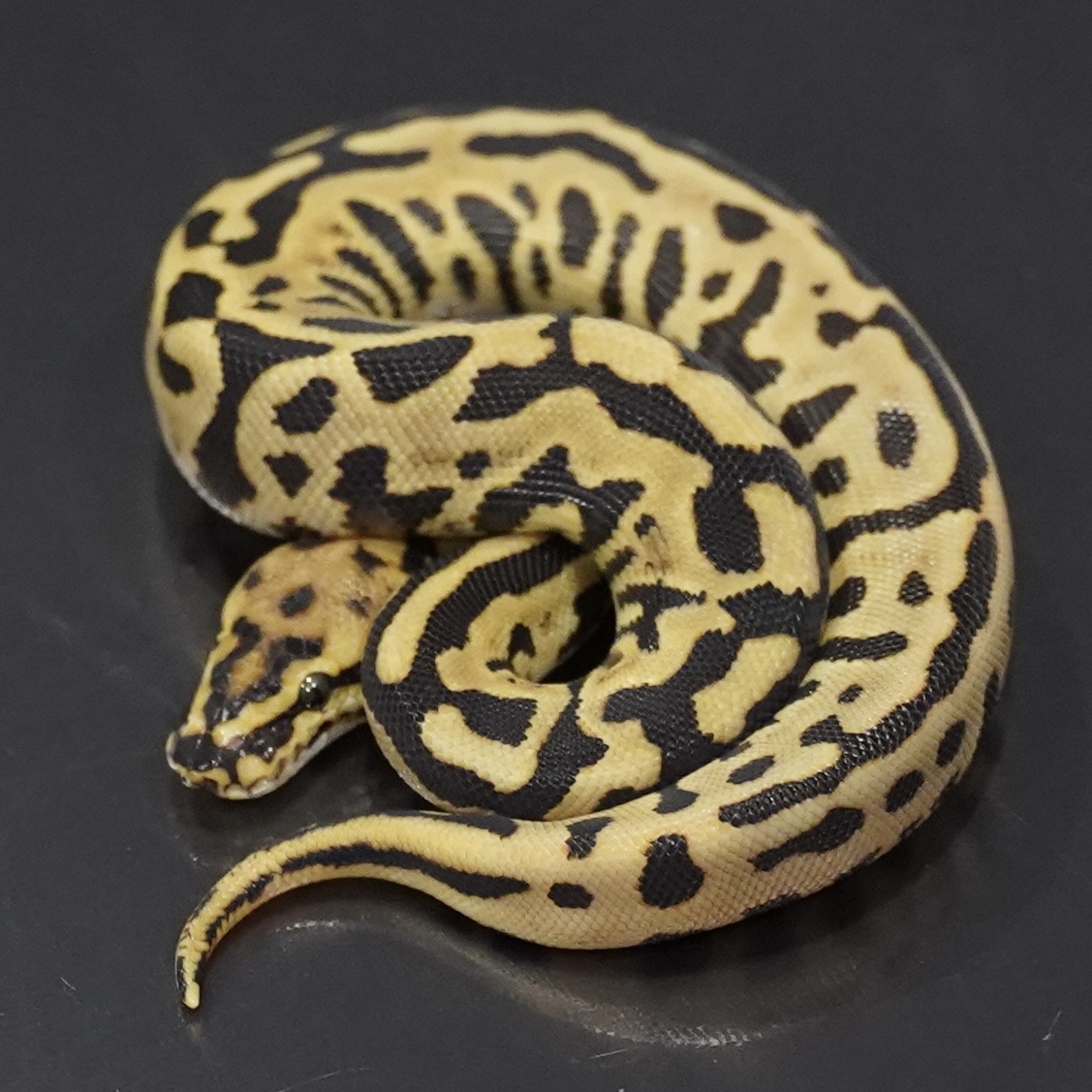 1.0 Leopard SN het Clown