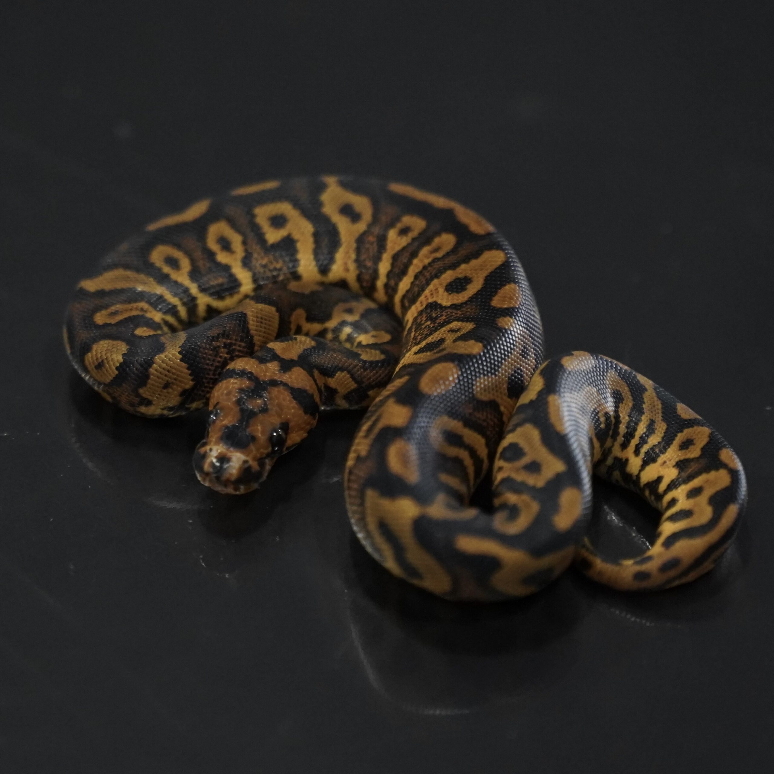 0.1 Confusion RS YB Clown Poss Stranger