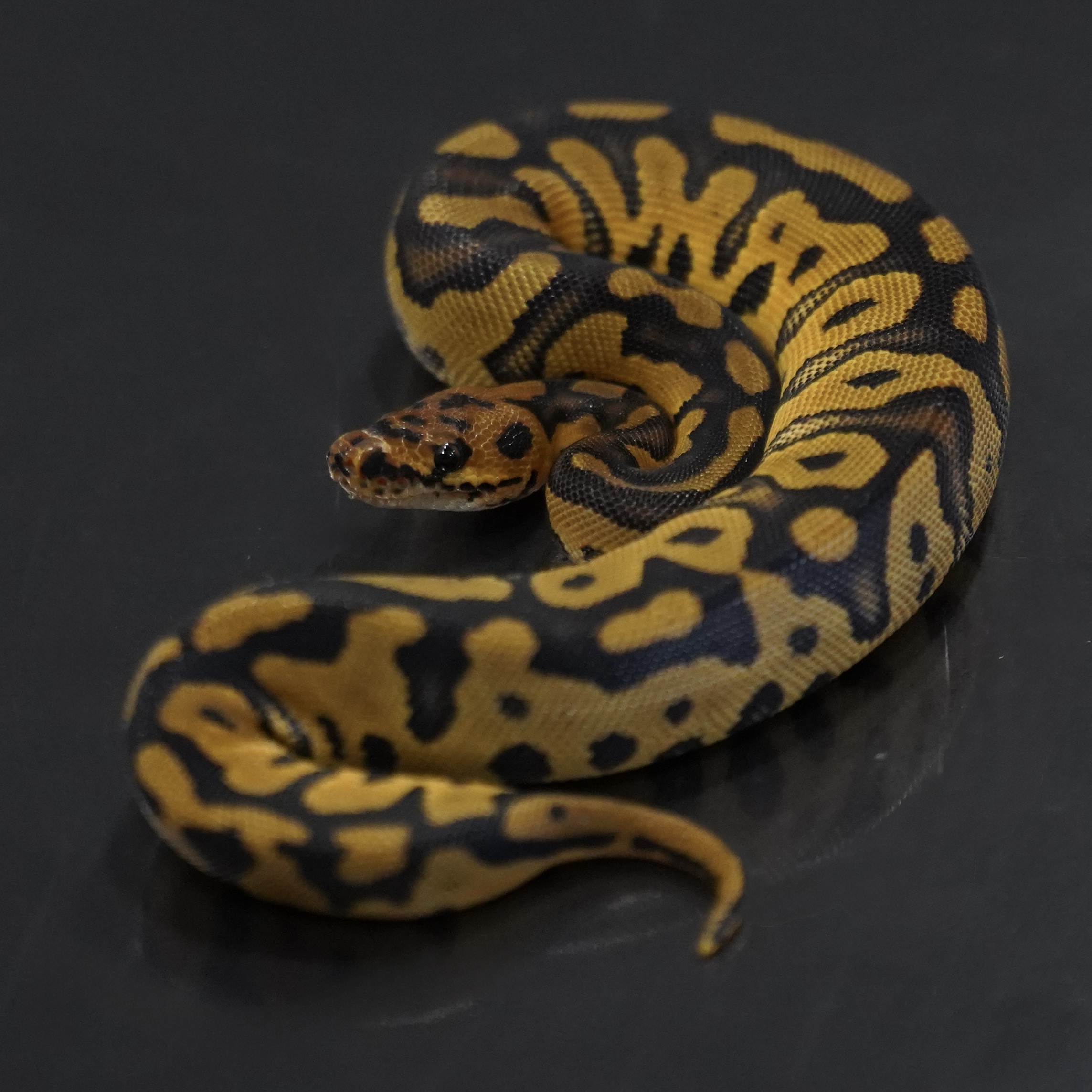 0.1 Confusion Disco/Sugar/Fire CLown