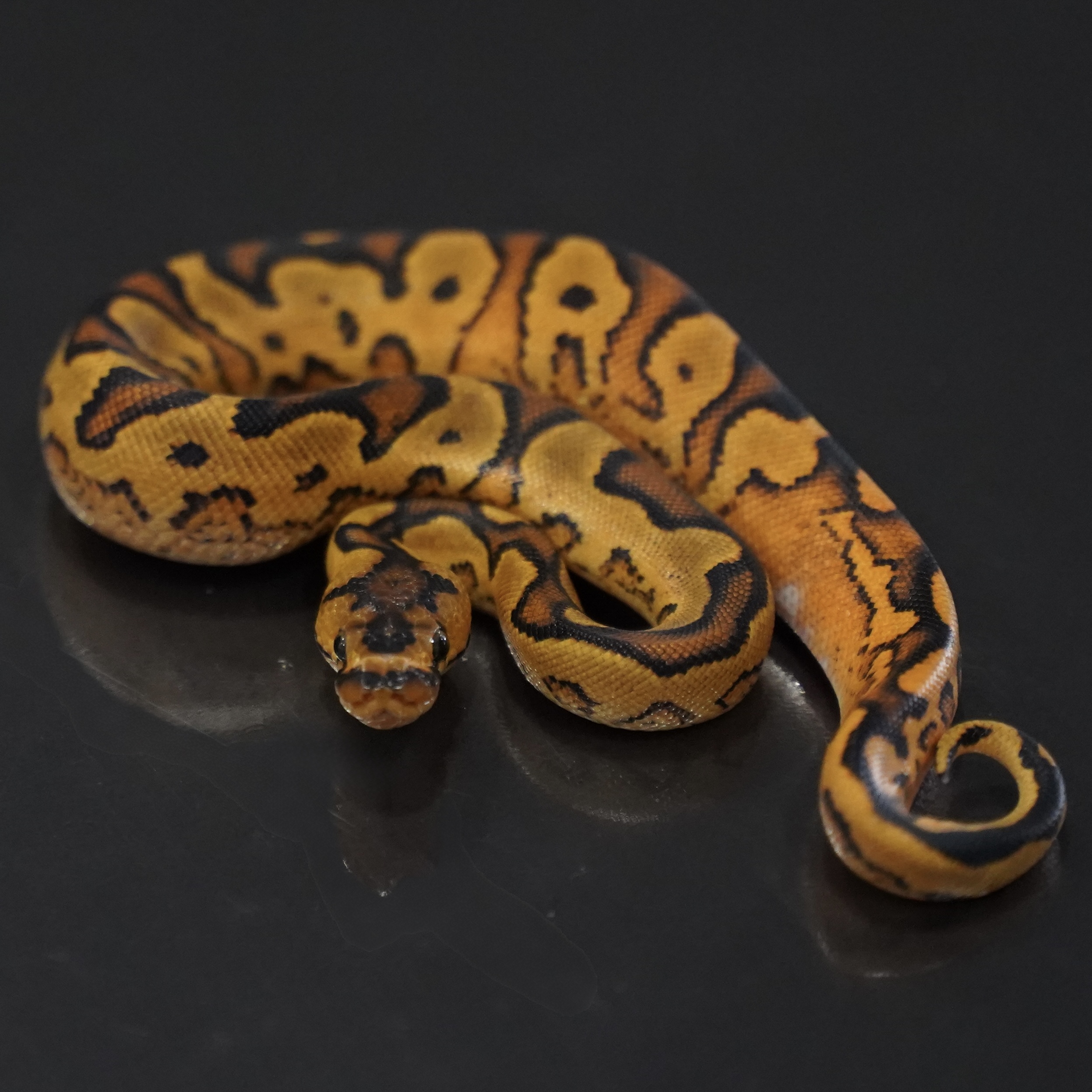 0.1 Suger Enchi YB Clown