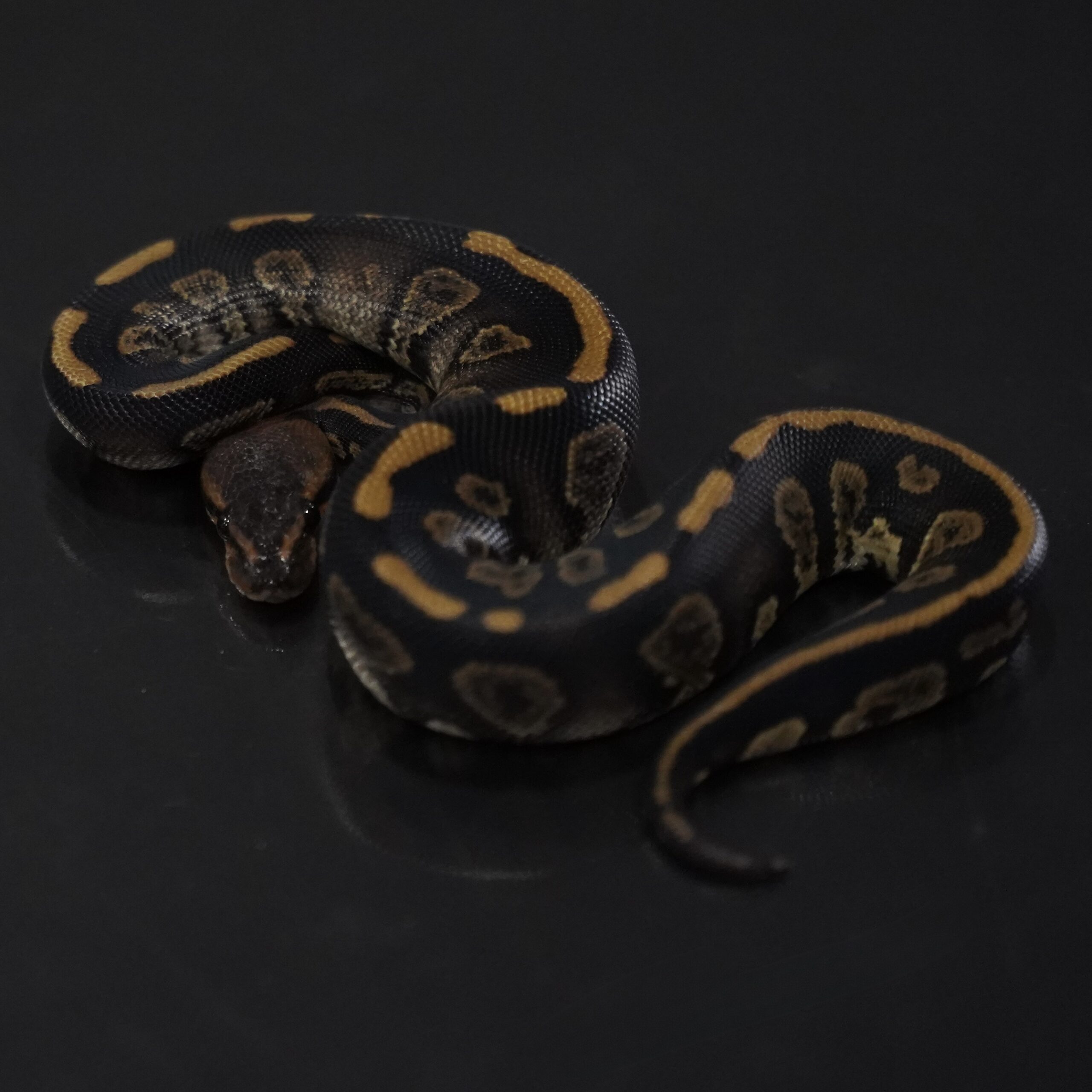 1.0 Raven Mahogany het Clown