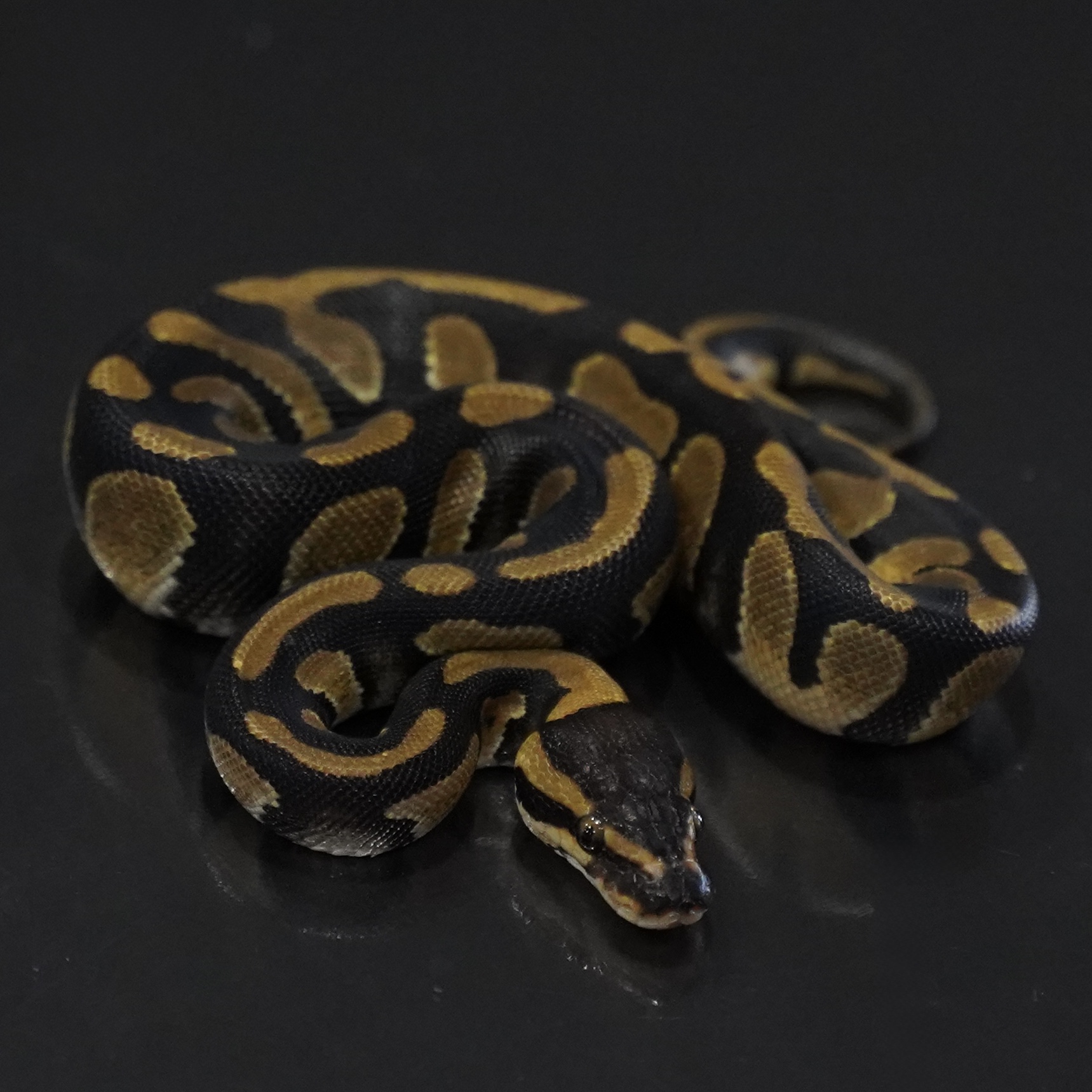 1.0 Raven Mahogany Enchi het Clown