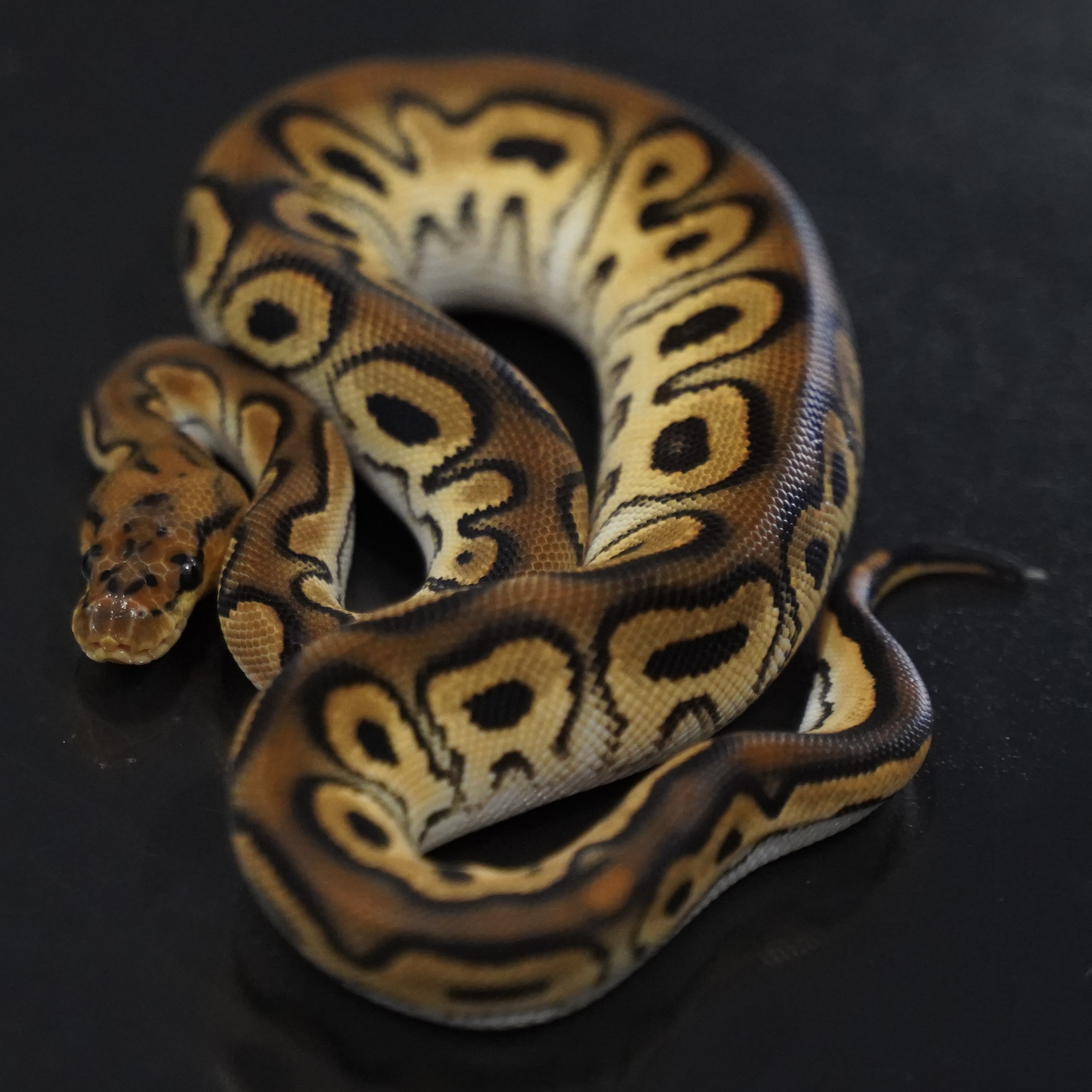 0.1 Blackpastel OD Clown