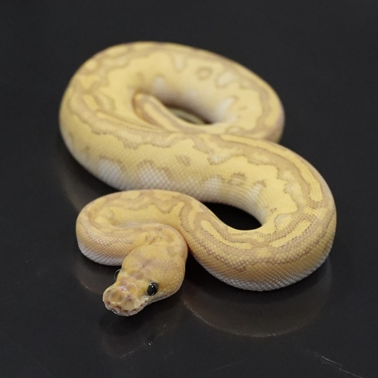 0.1 Butter Fire Clown 50% TSK Axanthic