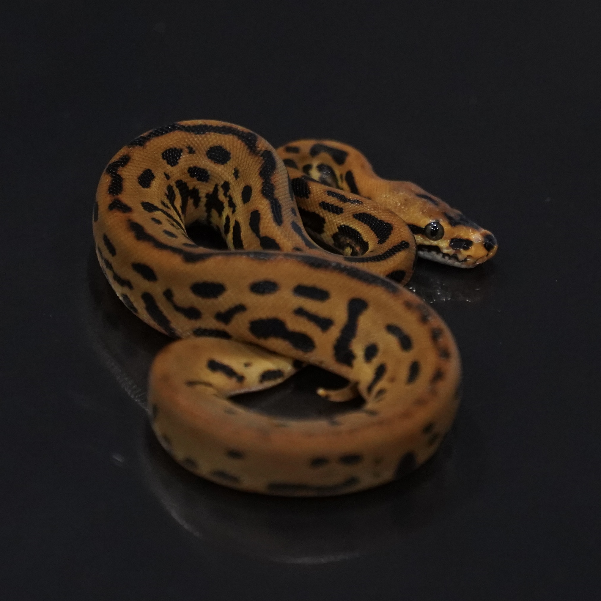 1.0 Leopard SN Trojan YB het Clown