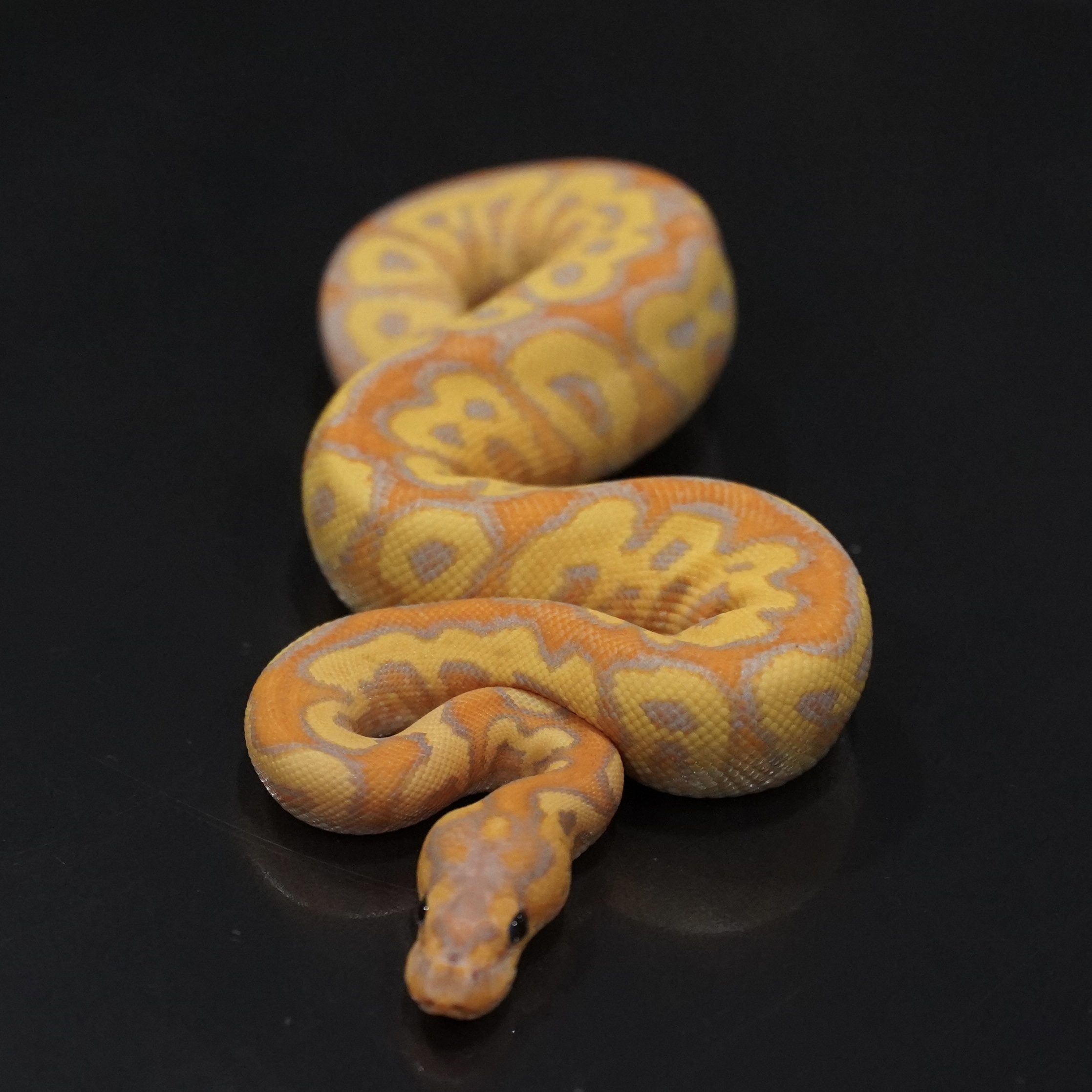 1.0 Banana RS YB Clown FM