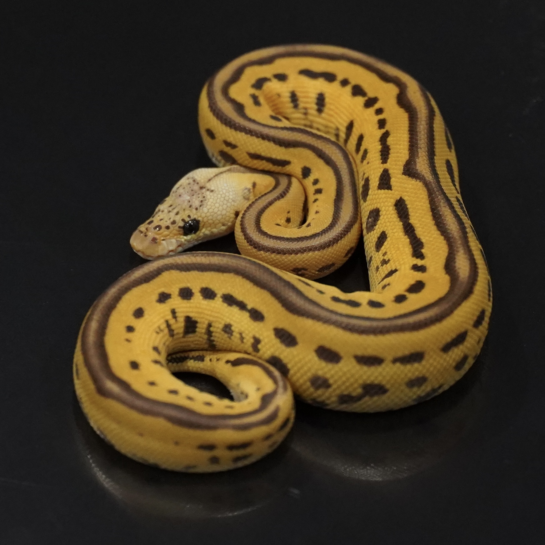 1.0 Pastel Leopard Monach Clown